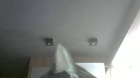 Snapshot of skinnykittencam chatting on 22, 3, 2026 skinnykittencam online show from 22, 3, 2026