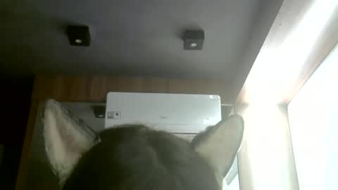 Snapshot of skinnykittencam chatting on 22, 6, 2026 skinnykittencam online show from 22, 6, 2026
