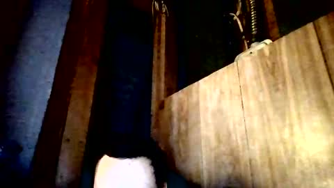 stonedstallion2019 online show from 2, 4, 2026