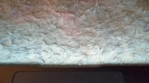 Suseee online show from 8, 4, 2026