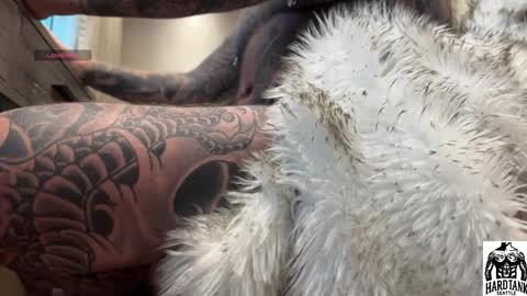 Tank Guy online show from 2, 4, 2026