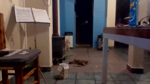 tanobi70 online show from 18, 4, 2026