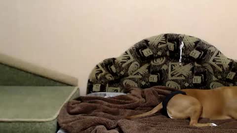 Taya online show from 16, 12, 2025