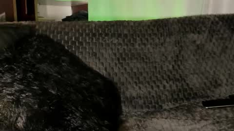 Teo online show from 8, 1, 2026