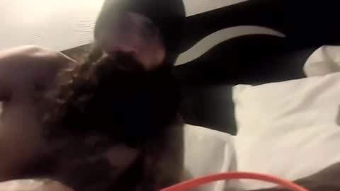 theh4iryfi5h online show from 21, 2, 2026