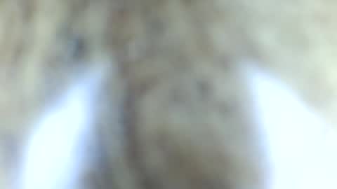 Snapshot of tinypecker6 chatting on 8, 6, 2026 tinypecker6 online show from 8, 6, 2026