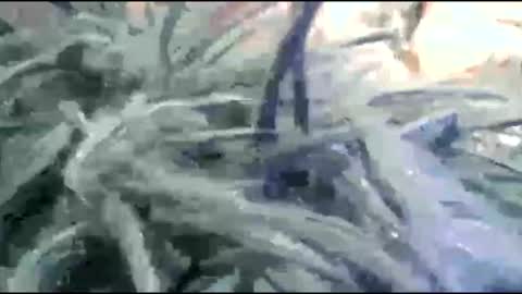 tooshort30w59675 online show from 17, 2, 2026