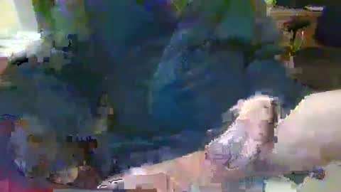 Topcat127 online show from 26, 1, 2025