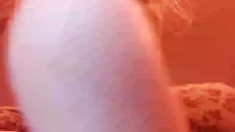 tretrix5588 online show from 31, 12, 2024