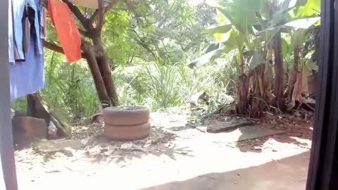 venus ... zeus sheer  online show from 26, 2, 2025