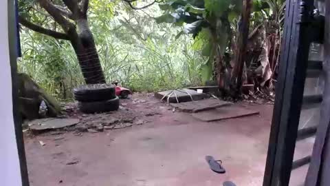 venus ... zeus sheer  online show from 16, 12, 2025