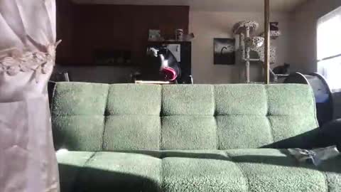 Snapshot of venustheflytrap chatting on 21, 5, 2026 venustheflytrap online show from 21, 5, 2026