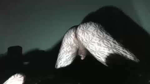 Virgowithabig online show from 13, 1, 2025