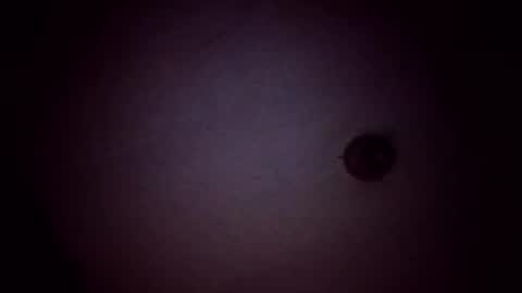 vujadetr online show from 21, 2, 2026