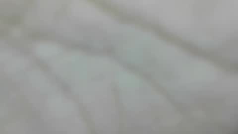 wangi_wangi online show from 10, 1, 2026