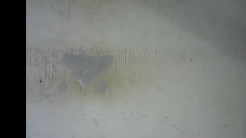 Bella online show from 12, 1, 2026