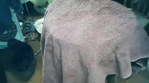 wildman6 online show from 28, 3, 2026