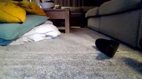 wyndir online show from 15, 11, 2025