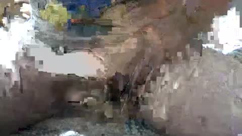 Snapshot of yankee85 chatting on 6, 10, 2025 Yankee online show from 6, 10, 2025