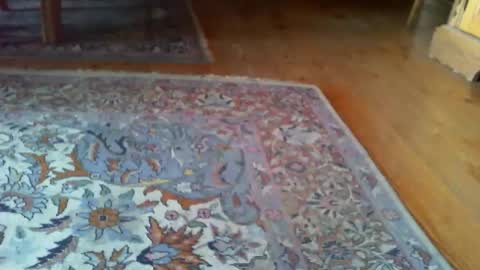 zevioo77 online show from 31, 3, 2026