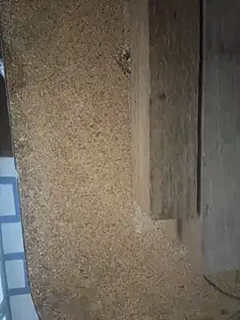 Followthepiper online show from 29, 3, 2026