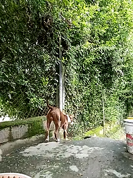 sebasxx97 online show from 5, 3, 2025