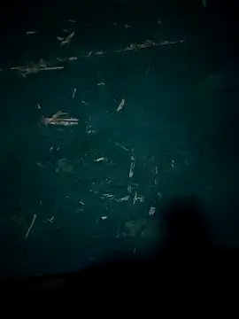 Snapshot of Rikipollav chatting on 14, 12, 2025 Rikipollav online show from 14, 12, 2025