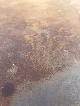 Black-mamba-madingo online show from 28, 9, 2025