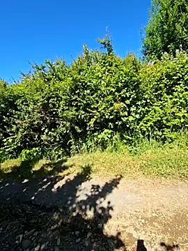 Reinacatchile online show from 14, 12, 2024