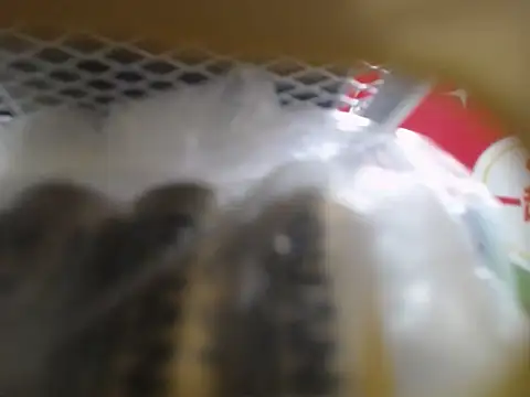 Lovensetest online show from 10, 10, 2025