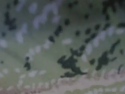 Snapshot of silky_milky chatting on 31, 10, 2025 silky milky online show from 31, 10, 2025