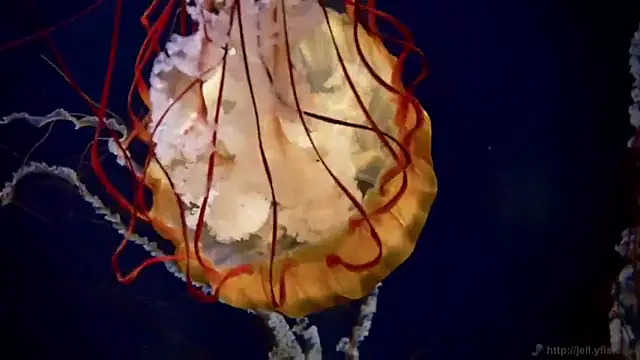 streamy test12 online show from 24, 11, 2025