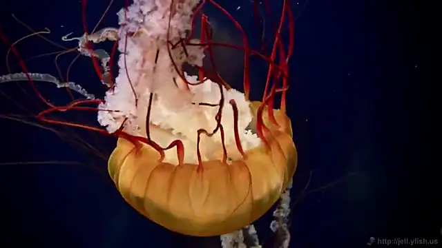 streamy test12 online show from 3, 12, 2025