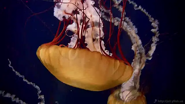 Snapshot of streamy_test13 chatting on 16, 12, 2024 streamy test13 online show from 16, 12, 2024