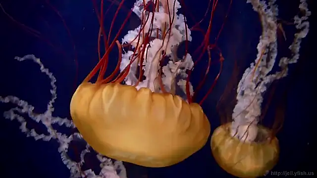 Snapshot of streamy_test13 chatting on 16, 9, 2025 streamy test13 online show from 16, 9, 2025