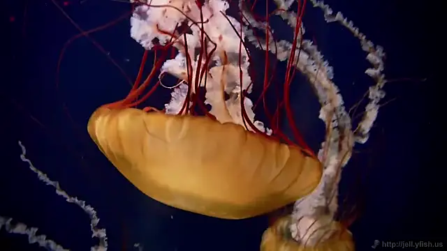 Snapshot of streamy_test13 chatting on 22, 9, 2025 streamy test13 online show from 22, 9, 2025