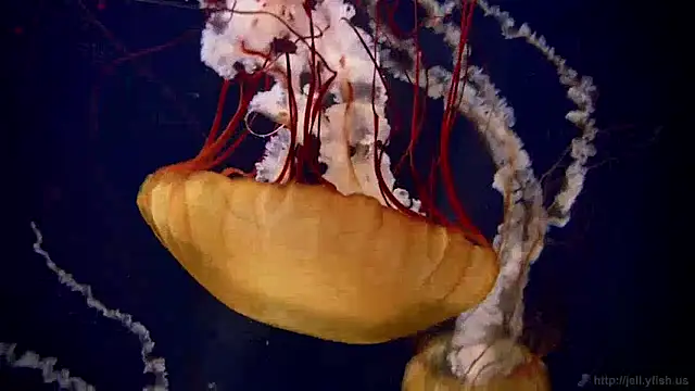 streamy test15 online show from 5, 12, 2024