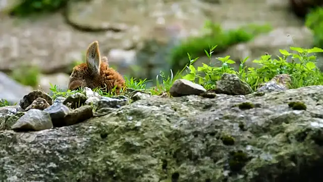 streamy test15 online show from 16, 12, 2024