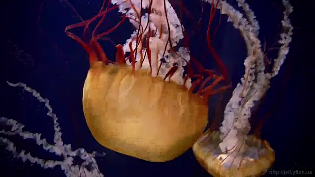 streamy test15 online show from 19, 12, 2024