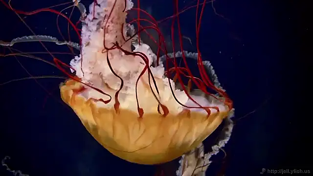 streamy test15 online show from 13, 11, 2025