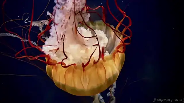 streamy test15 online show from 27, 11, 2025