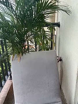 Pretty Isadora online show from 4, 3, 2026