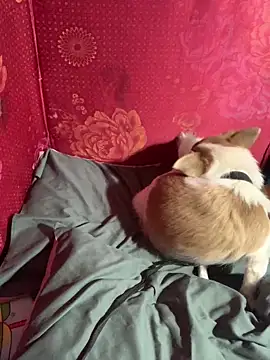 Snapshot of misu09 chatting on 1, 11, 2025 misu09 online show from 1, 11, 2025