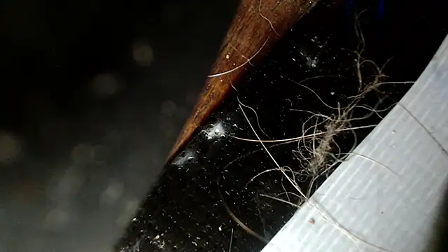 Gigadickman online show from 3, 12, 2024