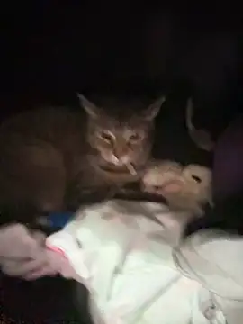 ThicBunz online show from 14, 1, 2026