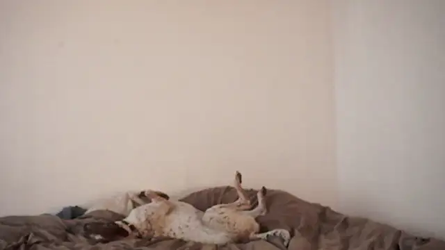 Snapshot of Stephany_talks chatting on 19, 3, 2025 Stephany talks online show from 19, 3, 2025