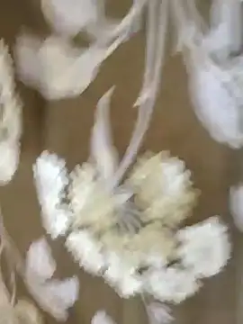 Snapshot of Raat_ki_rani_ chatting on 4, 1, 2025 Raat ki rani online show from 4, 1, 2025