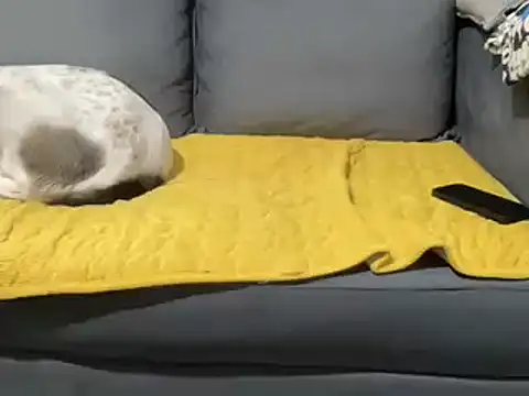 4small4inchlol online show from 5, 2, 2025