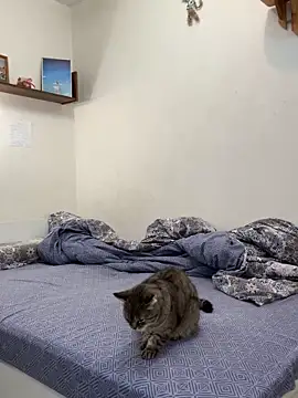 UmaTruewoman online show from 18, 11, 2025