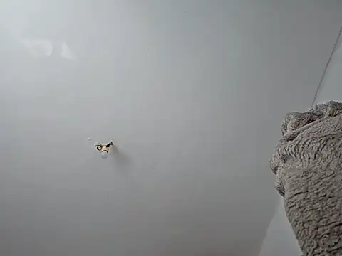 charlye inkkkk online show from 1, 3, 2025